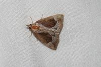 Hypena crassalis