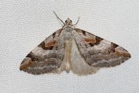 Aplocera praeformata