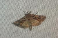 Autographa pulchrina