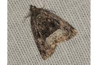 Deltote pygarga