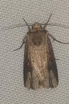 Axylia putris