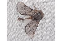 Thaumetopoea pityocampa