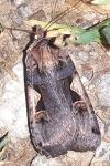 Xestia c-nigrum