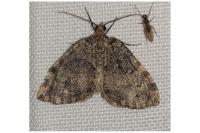 Hydriomena furcata
