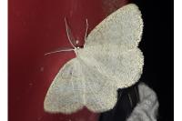 Cabera exanthemata