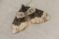 Cosmorhoe ocellata