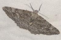 Alcis repandata