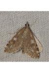 Udea prunalis