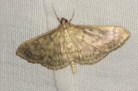 Patania ruralis