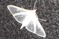 Palpita vitrealis