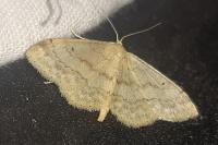 Idaea biselata