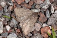 Athetis pallustris