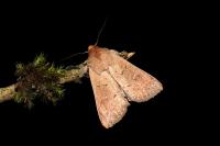 Mythimna ferrago