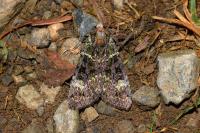 Anaplectoides prasinus