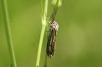 Spiris striata