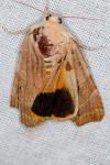 Noctua fimbriata