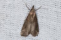 Schrankia costaestrigalis