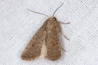 Hoplodrina ambigua