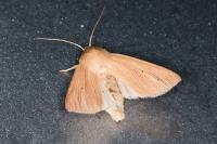 Mythimna pallens