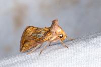 Plusia festucae