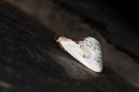 Cilix glaucata