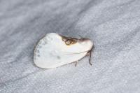 Cilix glaucata/hispanica