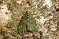 Chloroclysta siterata