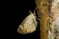 Chloroclysta siterata