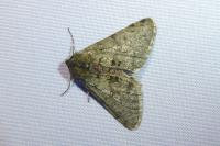 Phigalia pilosaria