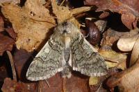 Achlya flavicornis