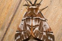 Endromis versicolora