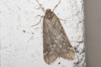 Alsophila aescularia