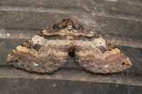 Earophila badiata
