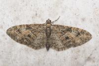 Eupithecia abbreviata
