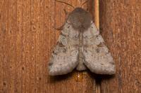 Orthosia incerta