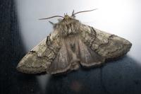 Achlya flavicornis