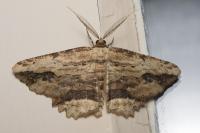 Menophra abruptaria
