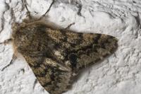 Apocheima hispidaria