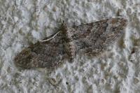 Gymnoscelis rufifasciata