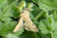 Heliothis peltigera
