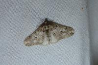 Agriopis leucophaearia