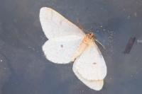Phigaliohybernia marginaria