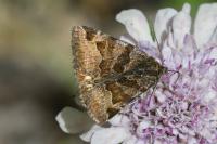 Euclidia glyphica