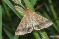 Helicoverpa armigera