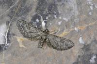 Eupithecia ochridata