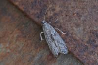 Ephestia kuehniella
