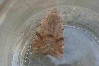 Orthosia incerta
