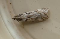 Eudonia angustea