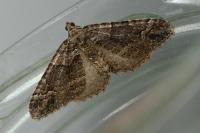 Catarhoe basochesiata