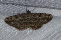 Peribatodes rhomboidaria rhomboidaria
